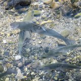 En Suisse, la biodiversité s'est beaucoup réduite en particulier dans les cours d'eau. KEYSTONE/MICHAEL BUHOLZER